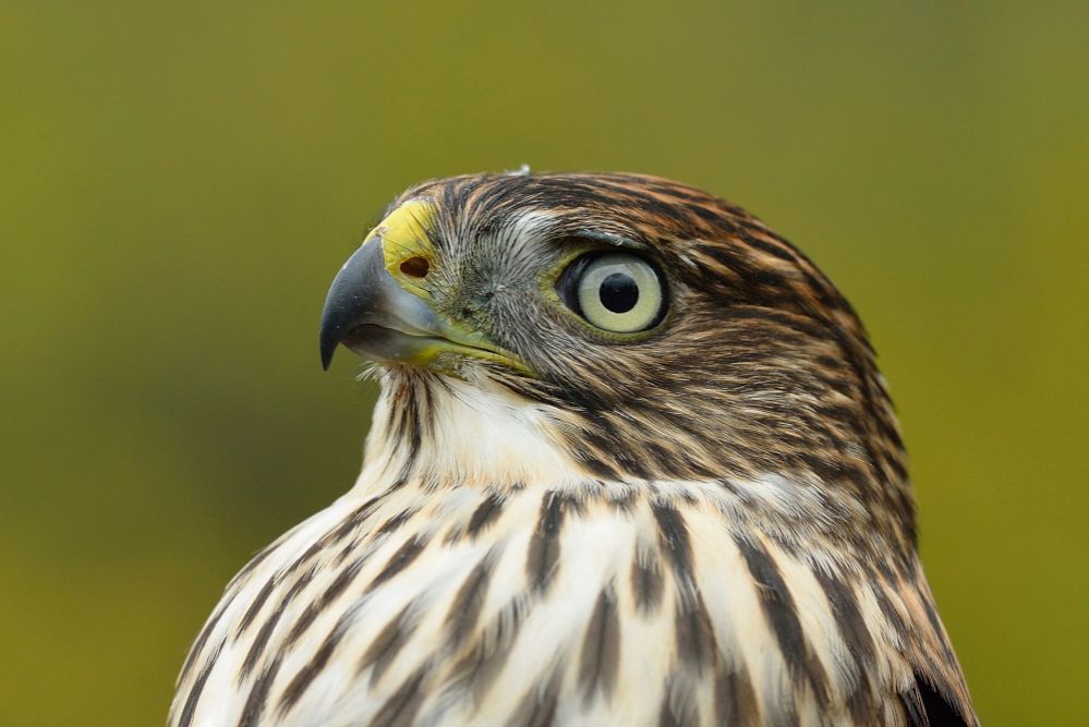 Sharp Shinned Hawk by Jesse Varnado